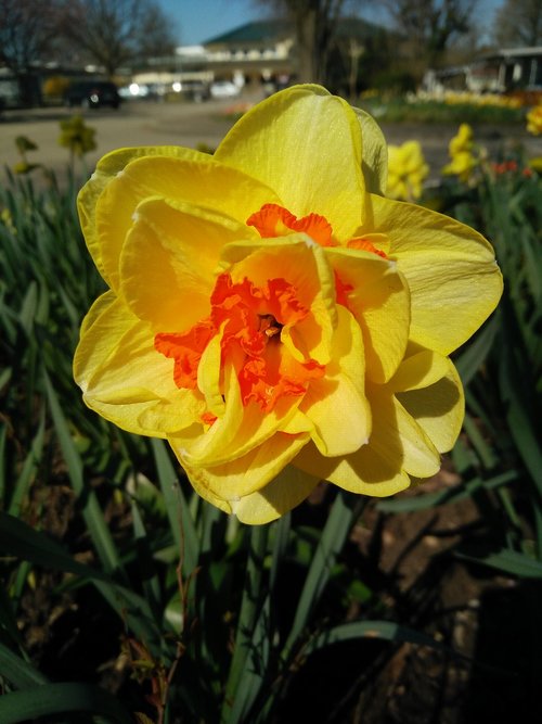 flower  plant  nature