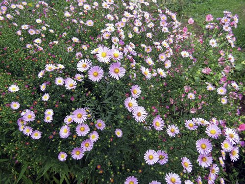 flower  plant  nature