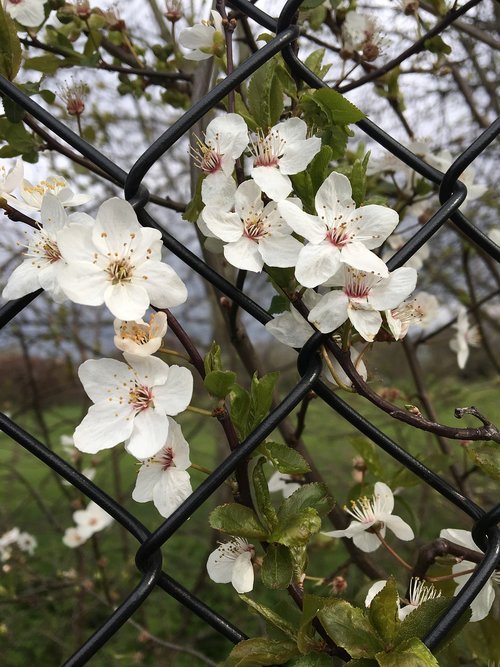 flower  branch  flora