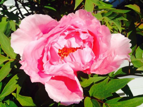 flower pink peony