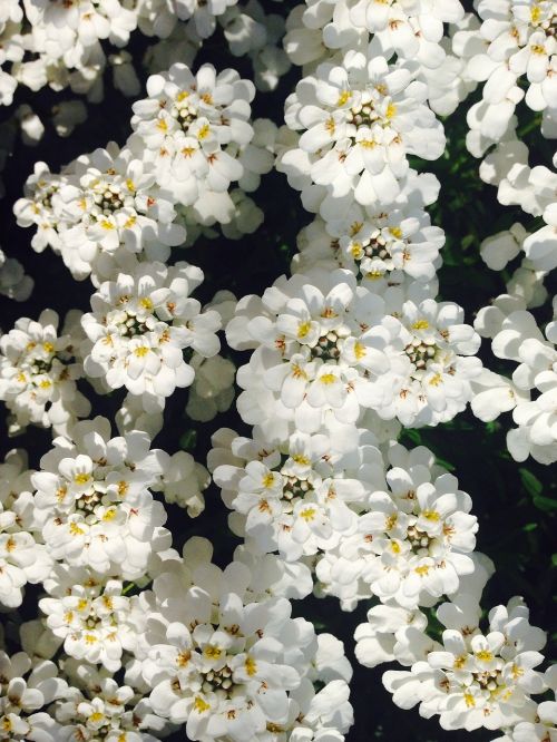 flower white plant