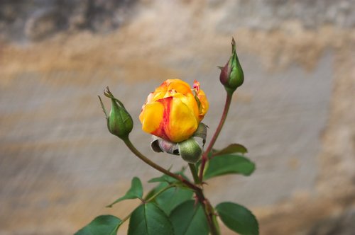 flower  nature  leaf