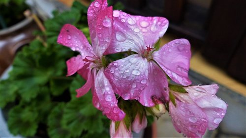 flower  nature  plant