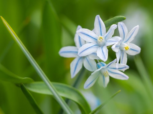 flower  plant  fresh