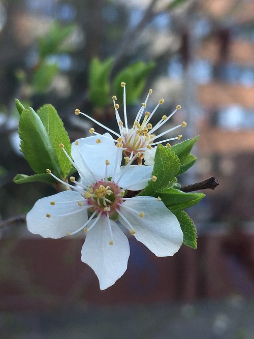 flower  nature  plant