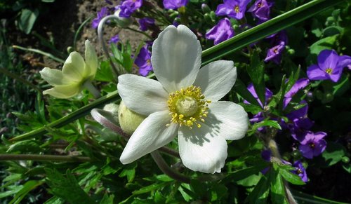 flower  anemone  nature