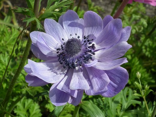 flower  anemone  blue