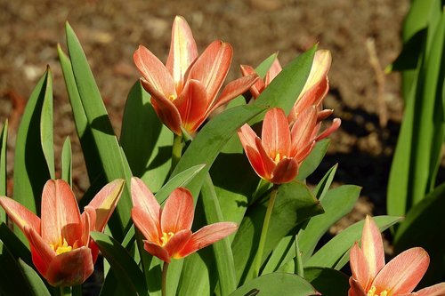 flower  nature  plant