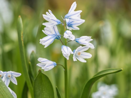 flower  white blossom  green