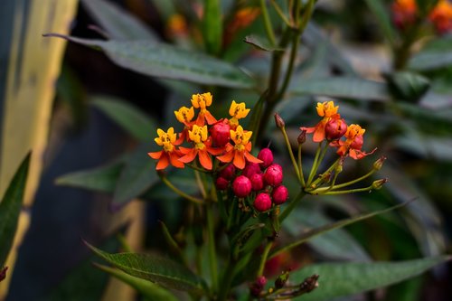 flower  nature  leaf