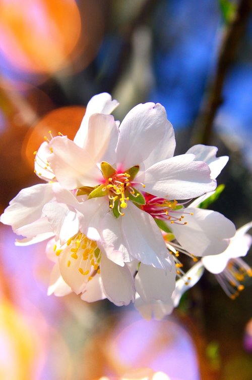 flower  cherry  plant