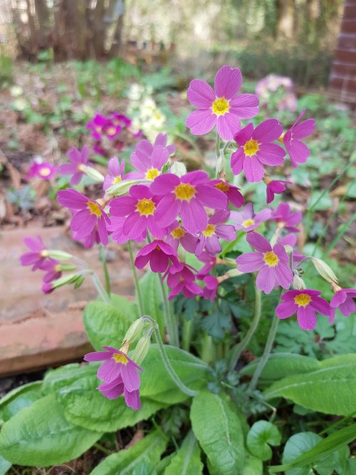 flower  nature  plant