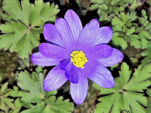 flower  blue anemone  wood anemone