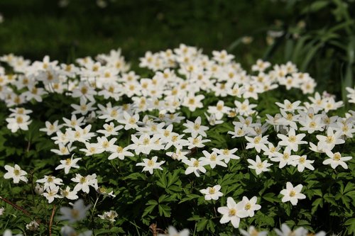 flower  nature  plant