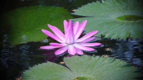 flower  waterlily  water