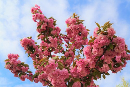 flower  branch  tree