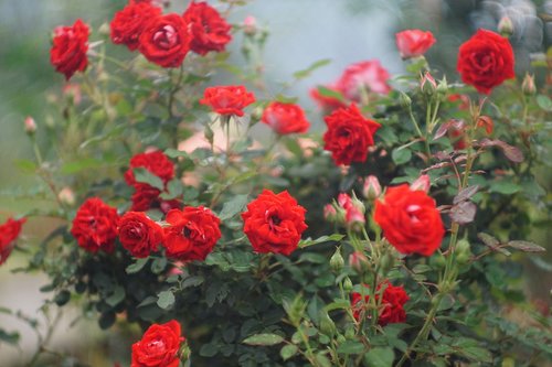 flower  rose  flora