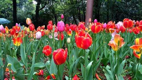 flower  tulip  garden