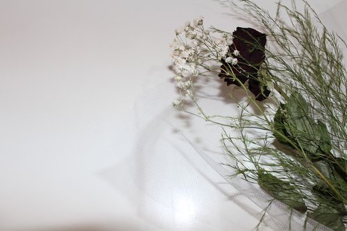 flower  leaves  white