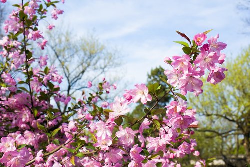 flower  plant  nature