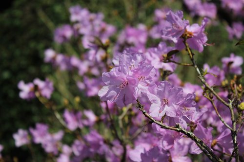 flower  nature  plant