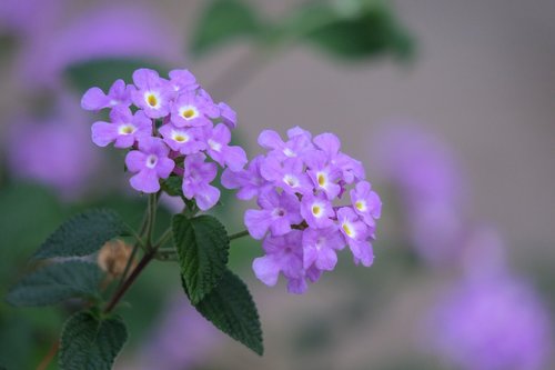 flower  nature  plant