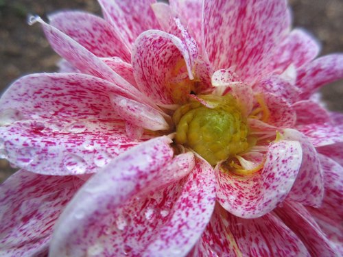 flower  plant  nature