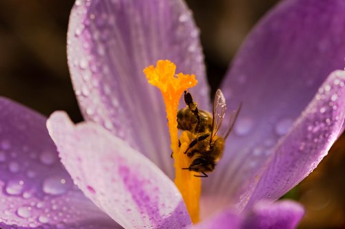 flower  bee  krokus