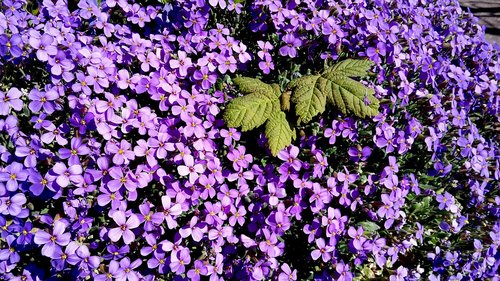 flower  plant  garden