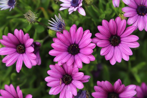 flower  plant  nature