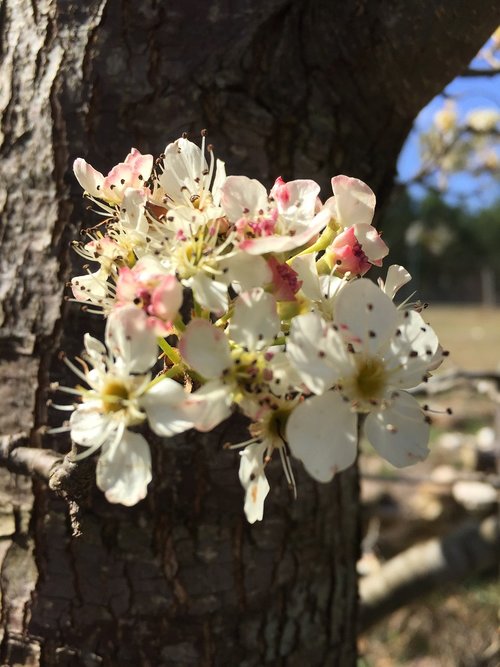 flower  tree  nature