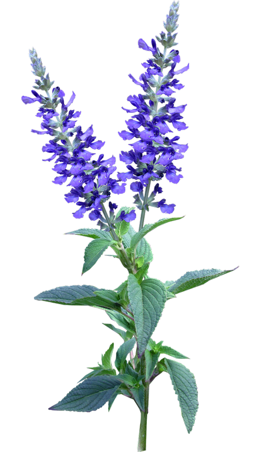 flower  blue  stem