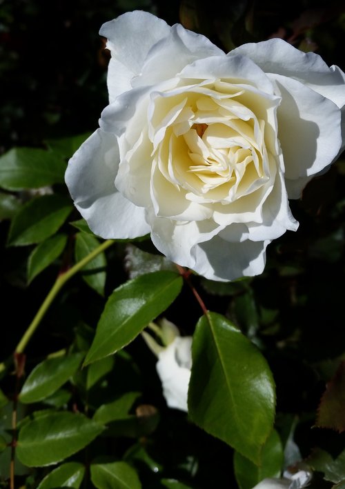 flower  flora  rose