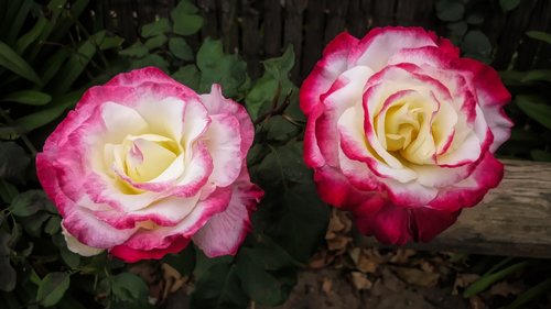 flower  rose  petal