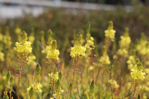 flower  nature  plant