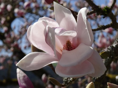 flower  magnolia  plant