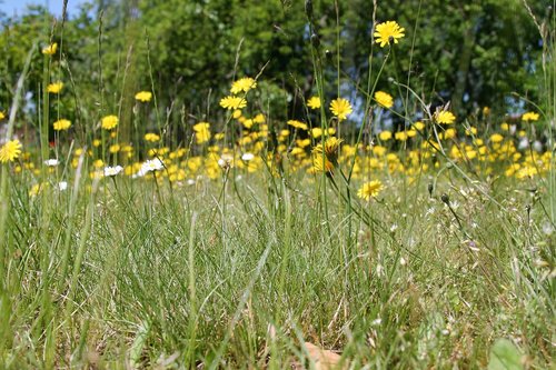 flower  meadow  field