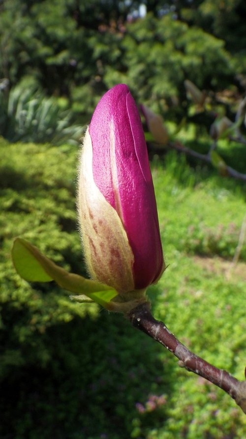 flower  nature  plant