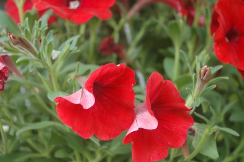 flower  nature  garden