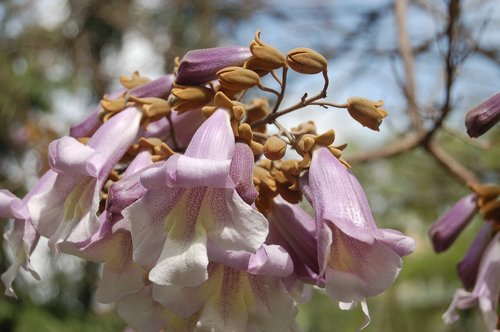 flower  nature  garden