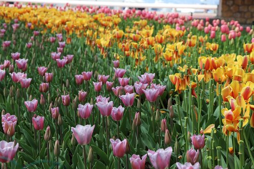 flower  tulip  plant