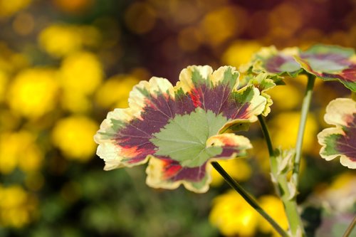 flower  nature  plant