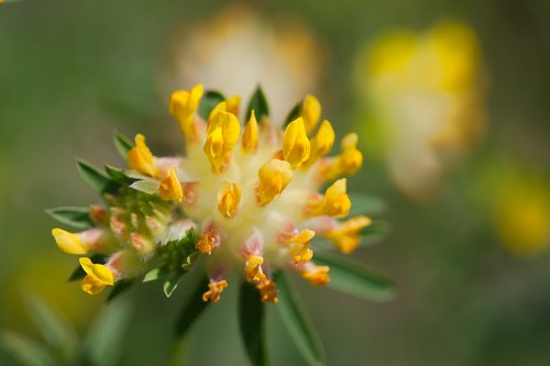 flower  nature  plant