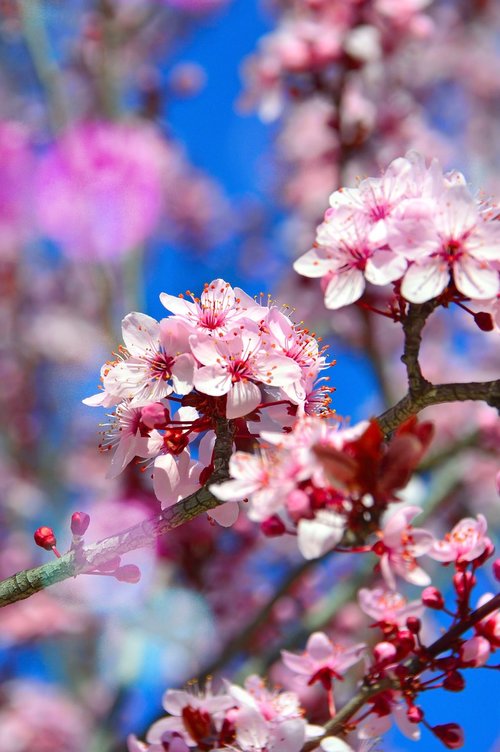 flower  nature  branch