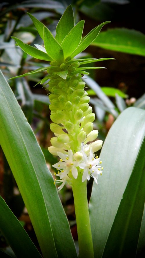 flower  pineapple  fruit