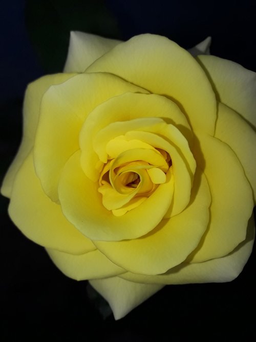 flower  petal  rose