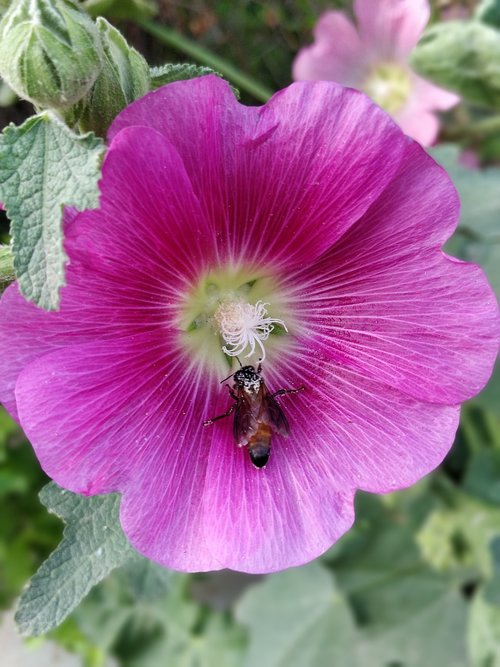 flower  nature  garden