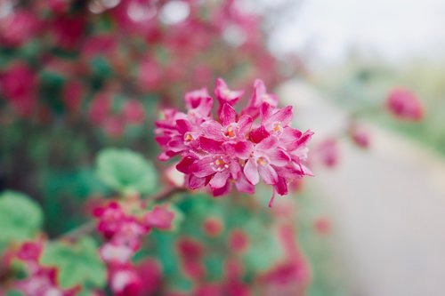 flower  plant  nature