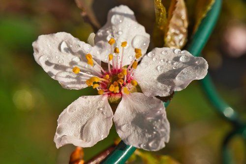 flower  nature  plant