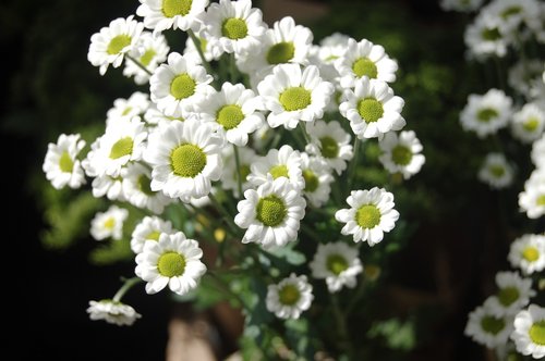 flower  white flowers  spring